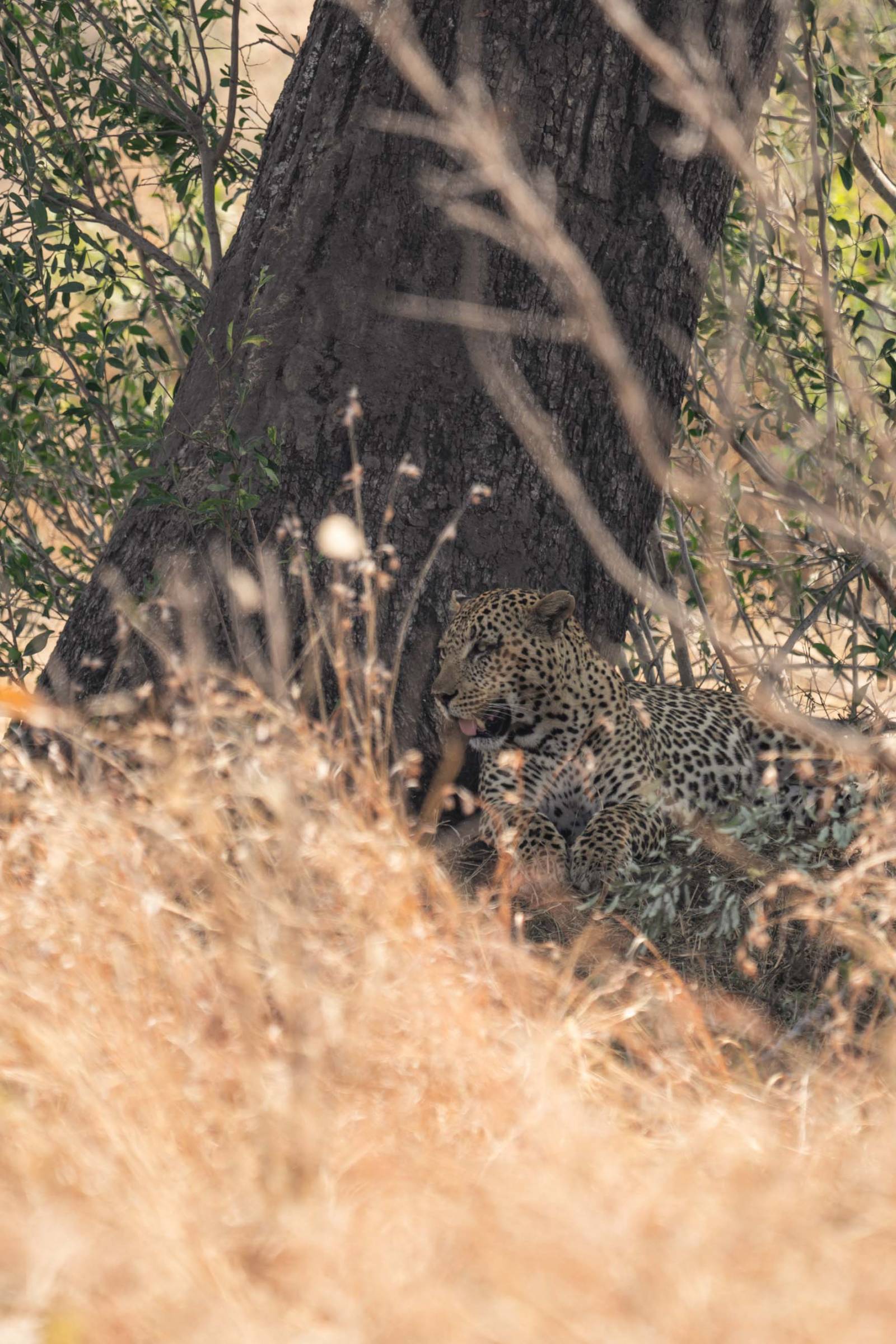 Leopards in Kruger National Park