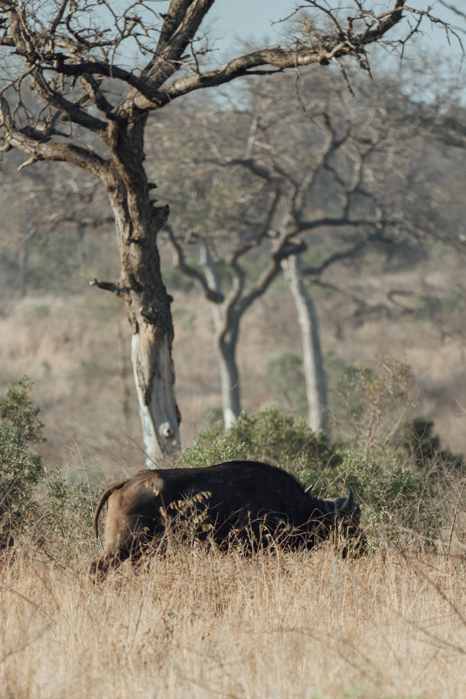 kruger national park_ big 5