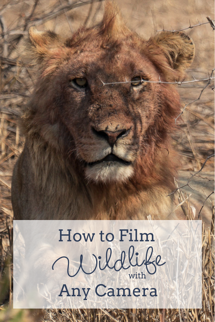 Filming Wildlife with Any Camera