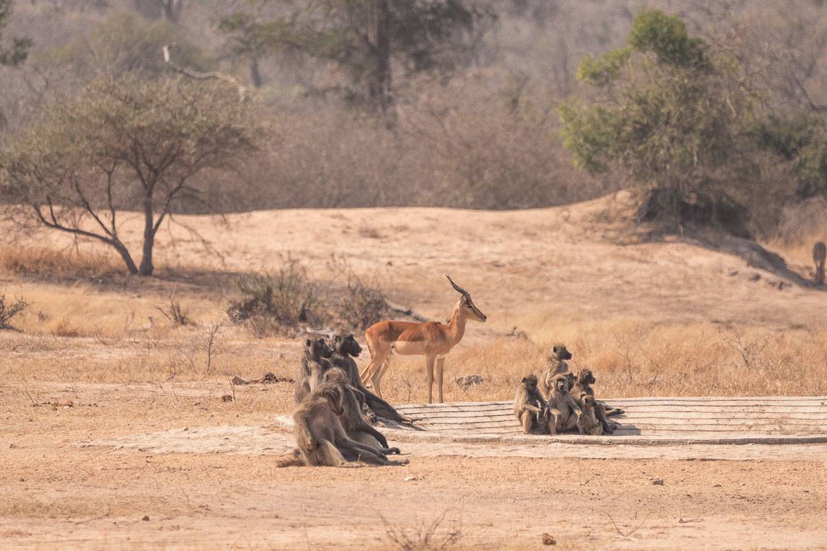 baboons in south africa