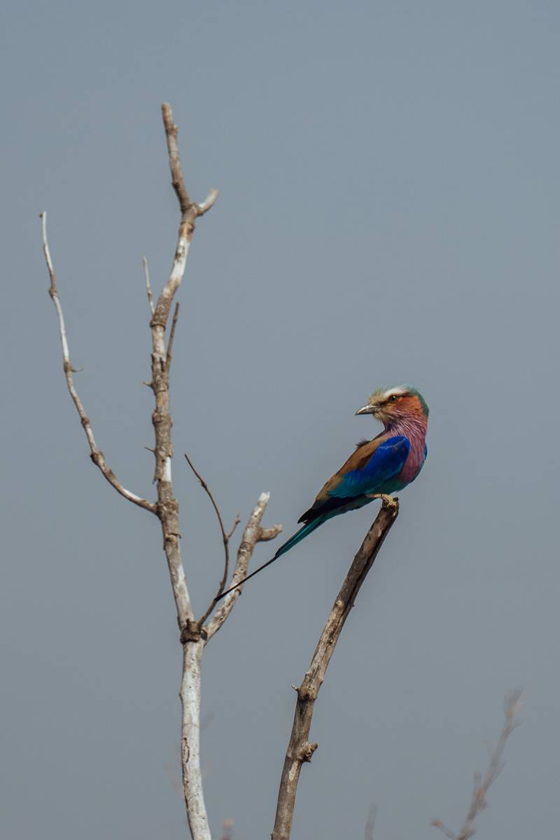 bird in south africa