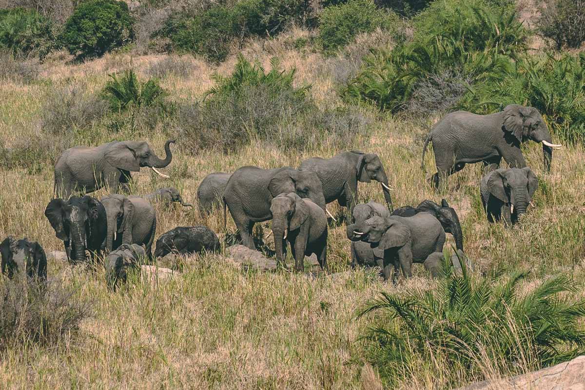 Shooting Wildlife Photograph with Any Camera