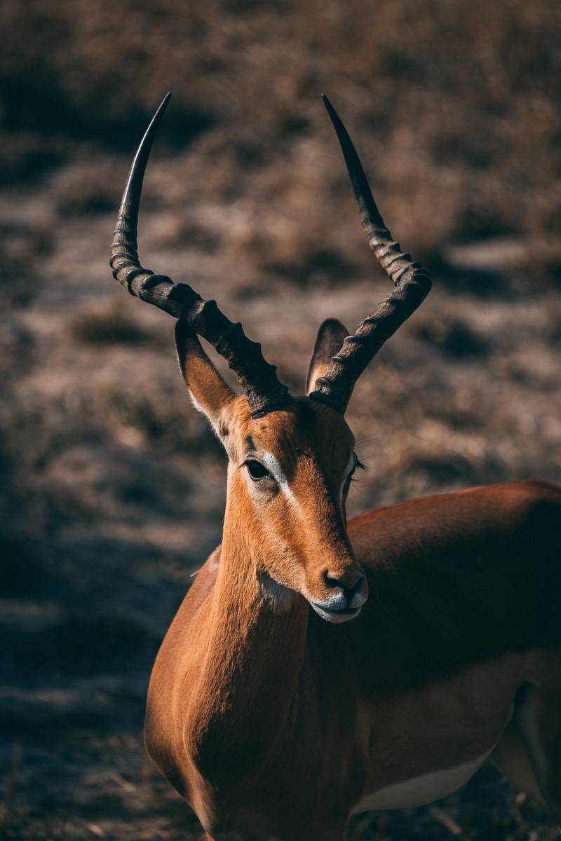 How to Film Wildlife with any camera_impala in south africa