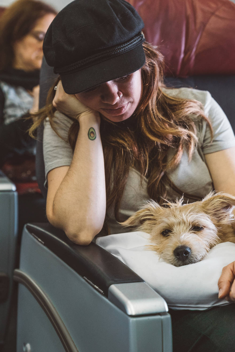 Flying with a dog in cabin on a plane