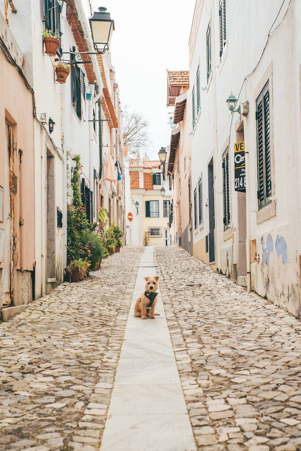 Travel with a dog in europe portugal