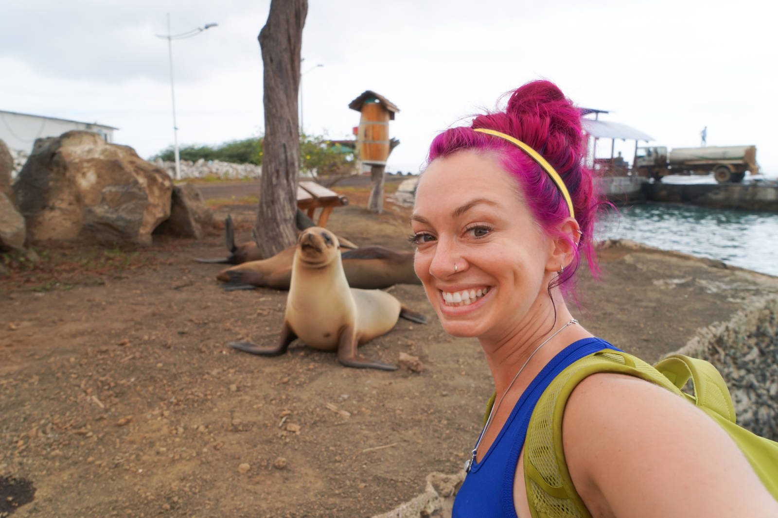 Sea lions in Galapagos