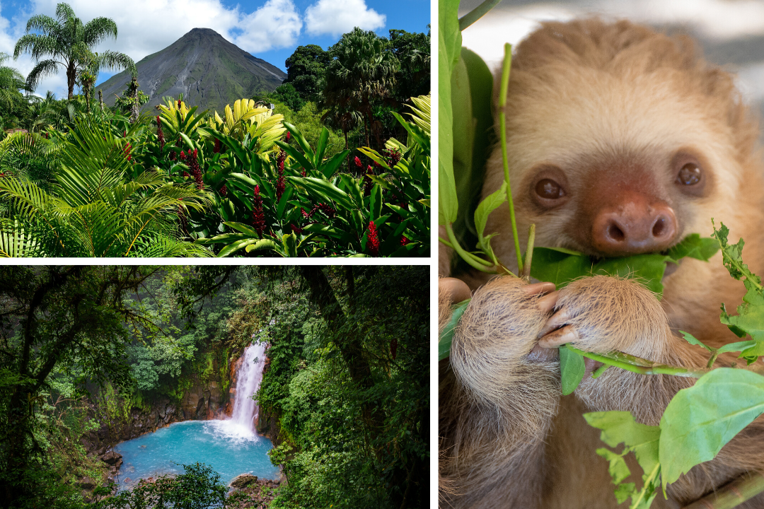 Costa Rica Wildlife Impact and Adventure Tour