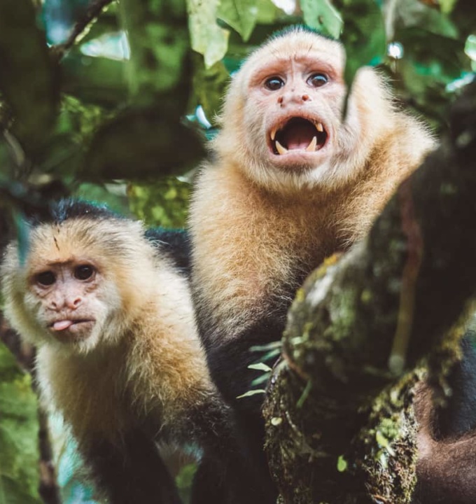 Costa Rica: Wildlife Impact